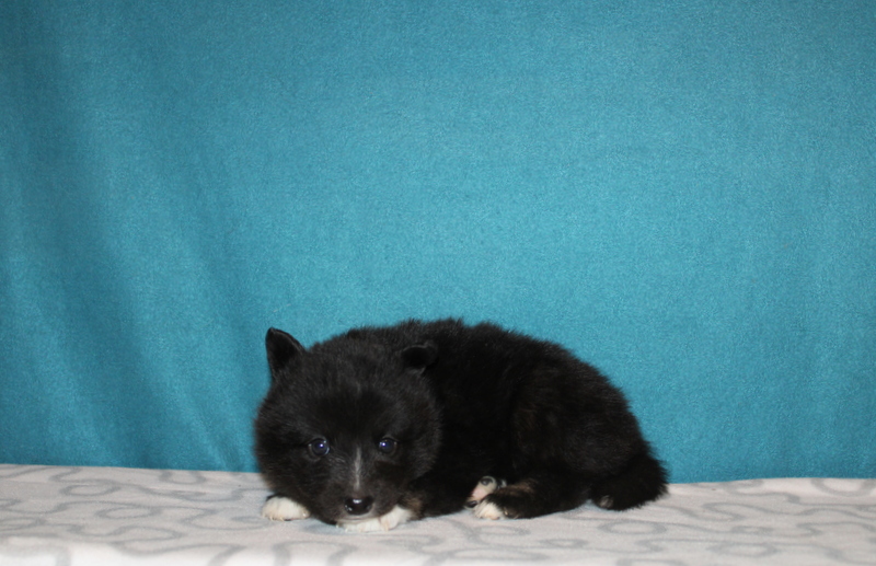 puppy, for, sale, Pomsky, Matthew B. Stoltzfus, dog, breeder, Gap, PA, dog-breeder, puppy-for-sale, forsale, nearby, find, puppyfind, locator, puppylocator, aca